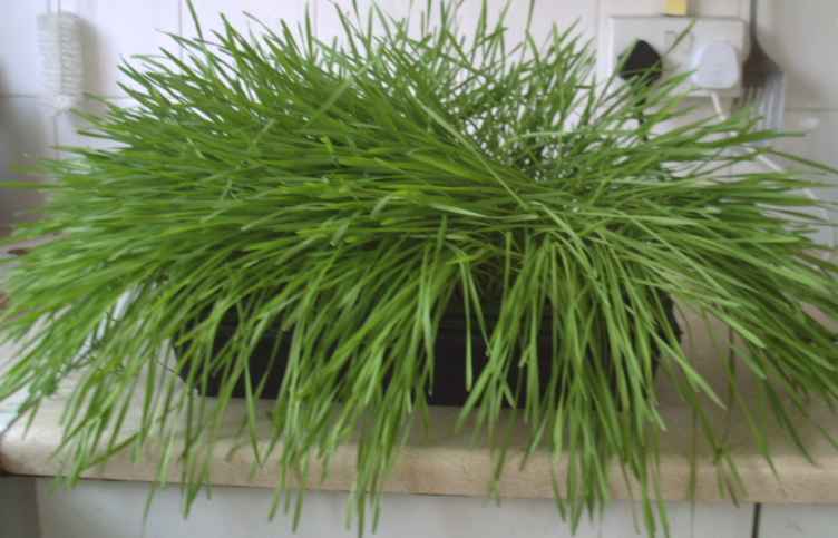 The wheatgrass test load